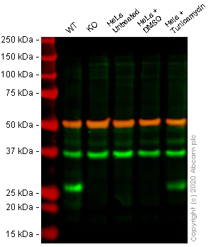 Western blot - Anti-CHOP antibody [9C8] (AB11419)