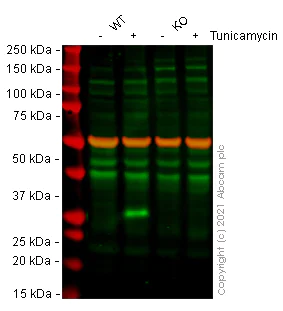 Western blot - Anti-CHOP antibody [9C8] (AB11419)