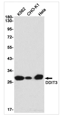 Western blot - Anti-CHOP Antibody [S02-6A3] (AB317378)