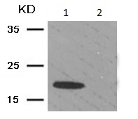 Western blot - Anti-CHOP (phospho S30) antibody (AB194533)
