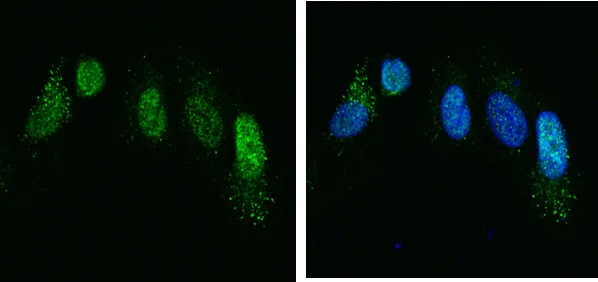 Immunocytochemistry - Anti-Chordin antibody (AB279579)
