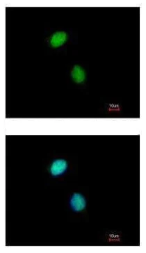 Immunocytochemistry/ Immunofluorescence - Anti-CHRAC-17 antibody (AB229060)