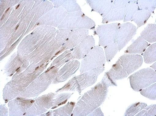 Immunohistochemistry (Formalin/PFA-fixed paraffin-embedded sections) - Anti-CHRAC-17 antibody (AB229060)