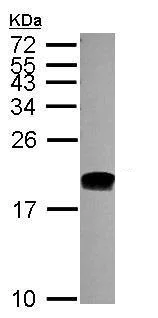 Western blot - Anti-CHRAC-17 antibody (AB229060)