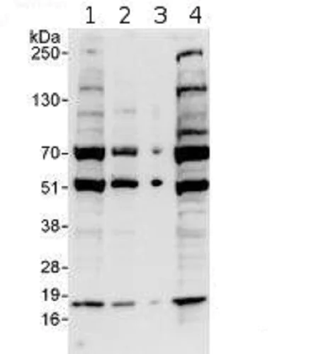 Western blot - Anti-CHRAC-17 antibody (AB74308)