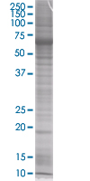 SDS-PAGE - CHRAC-17 overexpression 293T lysate (whole cell) (AB94037), expandable thumbnail