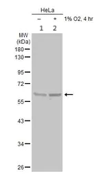Western blot - Anti-CHRDL1 antibody (AB227473)
