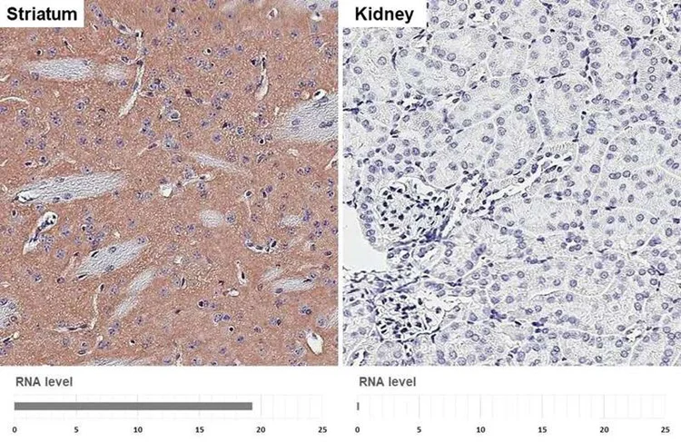 Immunohistochemistry (Formalin/PFA-fixed paraffin-embedded sections) - Anti-CHRM1 antibody [HL3933] - BSA and Azide free (AB325865)