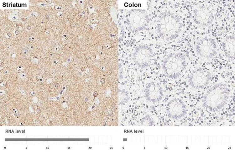 Immunohistochemistry (Formalin/PFA-fixed paraffin-embedded sections) - Anti-CHRM1 antibody [HL3933] - BSA and Azide free (AB325865)