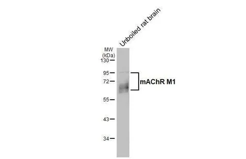 Western blot - Anti-CHRM1 antibody [HL3933] - BSA and Azide free (AB325865)