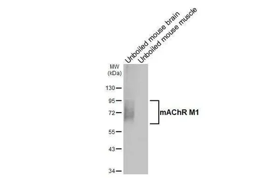 Western blot - Anti-CHRM1 antibody [HL3933] - BSA and Azide free (AB325865)