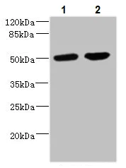 Western blot - Anti-CHRNA10 antibody (AB234767)