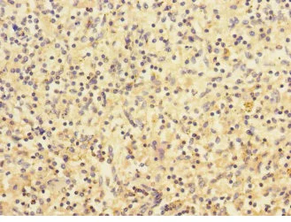Immunohistochemistry (Formalin/PFA-fixed paraffin-embedded sections) - Anti-CHRNA2 antibody (AB230287)