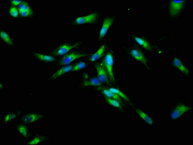 Immunocytochemistry/ Immunofluorescence - Anti-CHRNB3 antibody (AB236745)