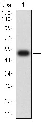 Western blot - Anti-CHRNB4 antibody [7F5B2] (AB233735)