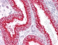 Immunohistochemistry (Formalin/PFA-fixed paraffin-embedded sections) - Anti-CHRNB4 antibody (AB129276)