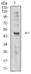 Western blot - Anti-CHRND antibody [1H1F9] (AB233758)