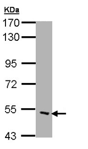 Western blot - Anti-CHRND antibody - C-terminal (AB137536), expandable thumbnail