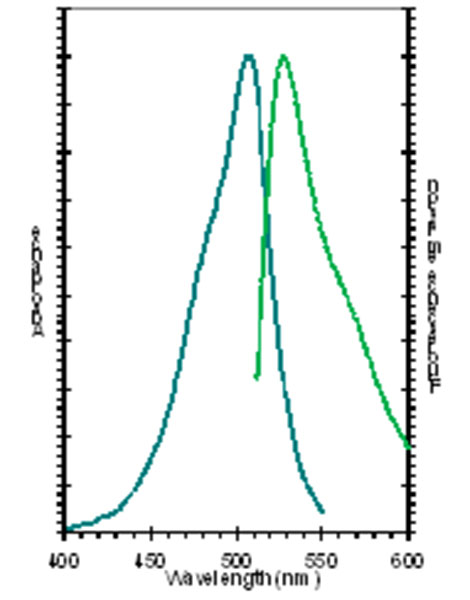 Fluorescence Microscopy - Chromatin Condensation Assay Kit (AB139479), expandable thumbnail
