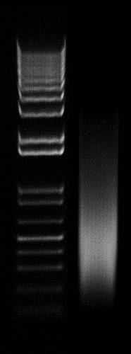 Functional Studies - Chromatin Extraction Kit (AB117152), expandable thumbnail