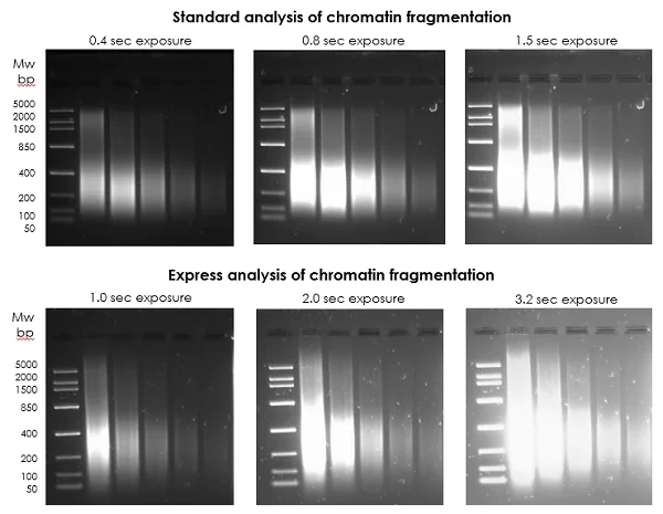ChIP - Chromatin Extraction Kit - Flexible Format (AB223876)