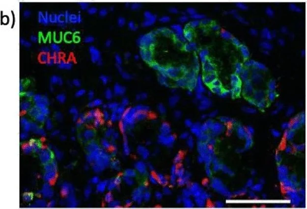Immunohistochemistry (Frozen sections) - Anti-Chromogranin A antibody (AB15160)