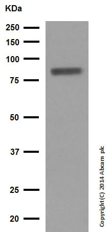 Western blot - Anti-Chromogranin A antibody (AB45179)