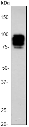 Western blot - Anti-Chromogranin A antibody (AB45179)