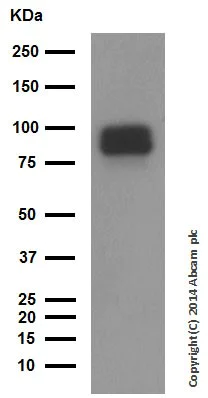 Western blot - Anti-Chromogranin A antibody (AB45179)
