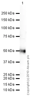 Western blot - Anti-Chromogranin A antibody (AB85554)