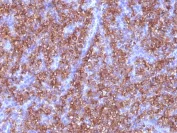 Immunohistochemistry (Formalin/PFA-fixed paraffin-embedded sections) - Anti-Chromogranin A antibody [CGA/413] - BSA and Azide free (AB269806)