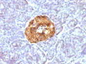 Immunohistochemistry (Formalin/PFA-fixed paraffin-embedded sections) - Anti-Chromogranin A antibody [CGA/413] - BSA and Azide free (AB269806)