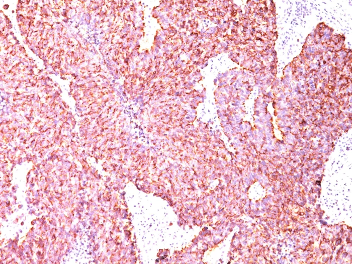 Immunohistochemistry (Formalin/PFA-fixed paraffin-embedded sections) - Anti-Chromogranin A antibody [CGA414] (AB187368)