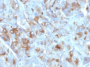 Immunohistochemistry (Formalin/PFA-fixed paraffin-embedded sections) - Anti-Chromogranin A antibody [CHGA/777] (AB220190), expandable thumbnail