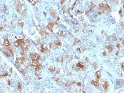 Immunohistochemistry (Formalin/PFA-fixed paraffin-embedded sections) - Anti-Chromogranin A antibody [CHGA/777] (AB220190)