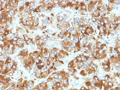 Immunohistochemistry (Formalin/PFA-fixed paraffin-embedded sections) - Anti-Chromogranin A antibody [CHGA/798] (AB220191)