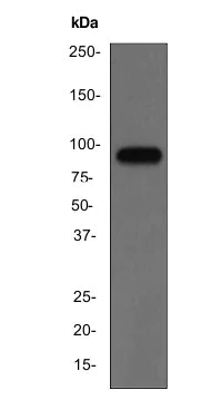 Western blot - Anti-Chromogranin A antibody [EP1030Y] (AB68271)