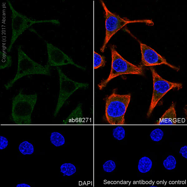 Immunocytochemistry/ Immunofluorescence - Anti-Chromogranin A antibody [EP1030Y] - BSA and Azide free (AB215276)