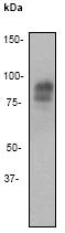 Western blot - Anti-Chromogranin A antibody [EP1031Y] - BSA and Azide free (AB247345)