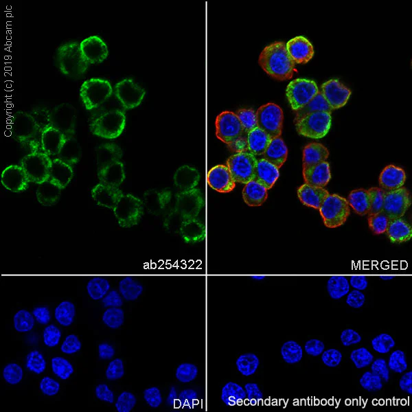 Immunocytochemistry/ Immunofluorescence - Anti-Chromogranin A antibody [EPR22537-248] (AB254322)