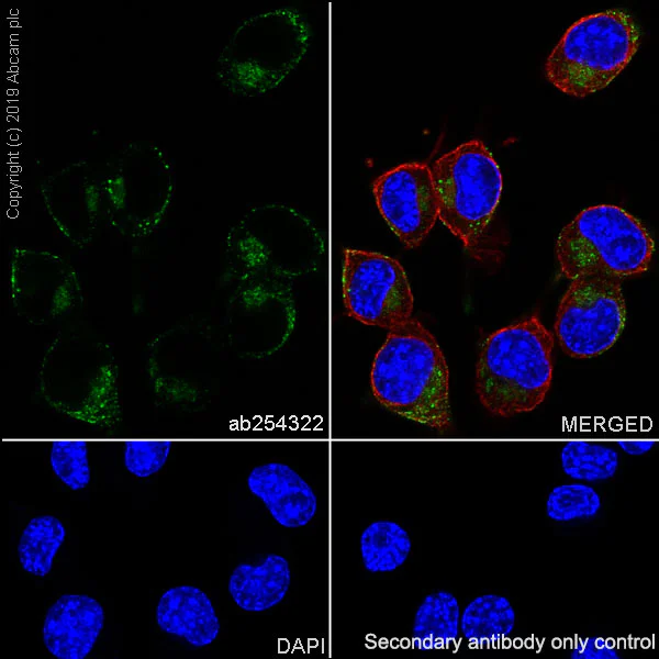 Immunocytochemistry/ Immunofluorescence - Anti-Chromogranin A antibody [EPR22537-248] (AB254322)