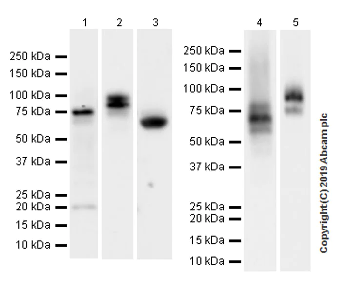 Western blot - Anti-Chromogranin A antibody [EPR22537-248] (AB254322)