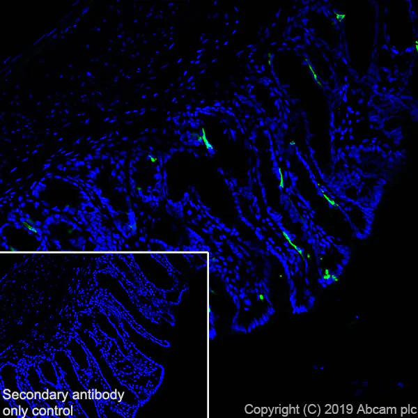 Immunohistochemistry (Frozen sections) - Anti-Chromogranin A antibody [EPR22537-248] - BSA and Azide free (AB255284)