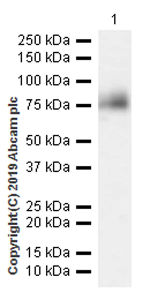 Western blot - Anti-Chromogranin A antibody [EPR22537-249] (AB254557)