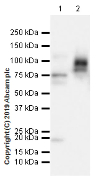 Western blot - Anti-Chromogranin A antibody [EPR22537-249] (AB254557)