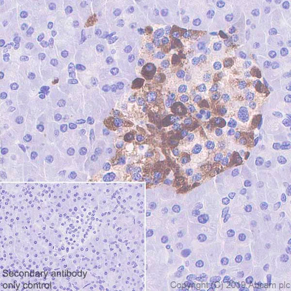 Immunohistochemistry (Formalin/PFA-fixed paraffin-embedded sections) - Anti-Chromogranin A antibody [EPR22537-249] - BSA and Azide free (AB256169)
