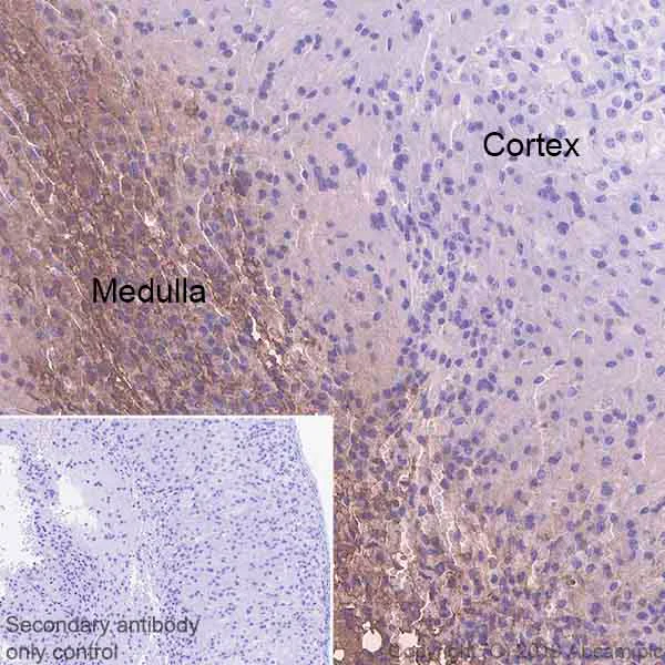 Immunohistochemistry (Formalin/PFA-fixed paraffin-embedded sections) - Anti-Chromogranin A antibody [EPR22537-249] - BSA and Azide free (AB256169)