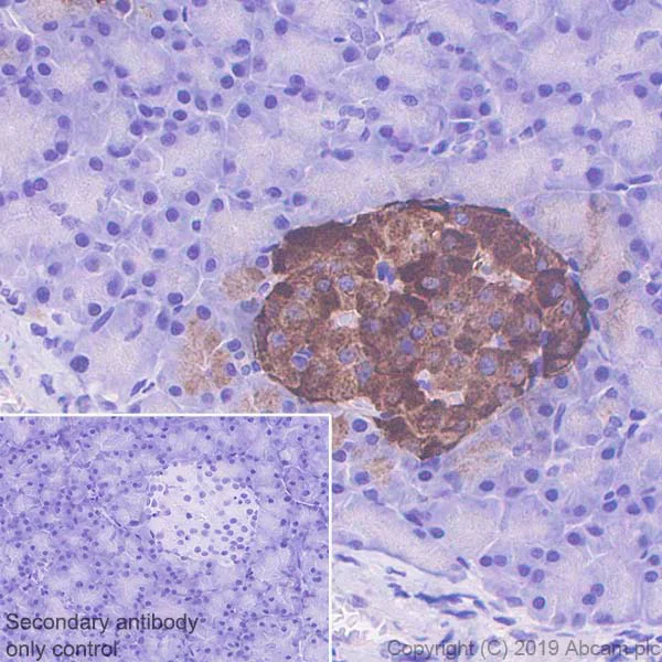 Immunohistochemistry (Formalin/PFA-fixed paraffin-embedded sections) - Anti-Chromogranin A antibody [EPR22537-249] - BSA and Azide free (AB256169)