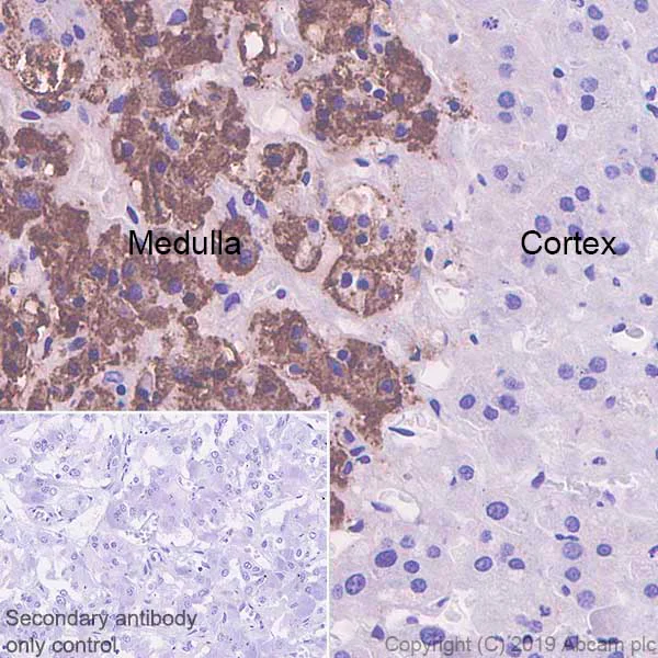 Immunohistochemistry (Formalin/PFA-fixed paraffin-embedded sections) - Anti-Chromogranin A antibody [EPR22537-249] - BSA and Azide free (AB256169)