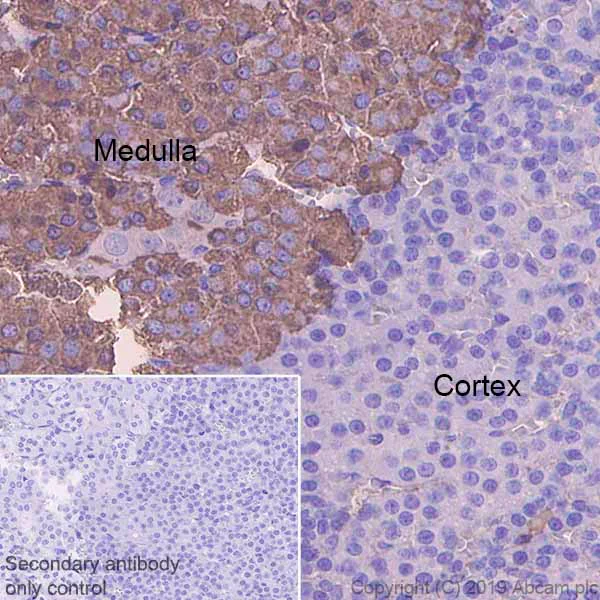 Immunohistochemistry (Formalin/PFA-fixed paraffin-embedded sections) - Anti-Chromogranin A antibody [EPR22537-249] - BSA and Azide free (AB256169)